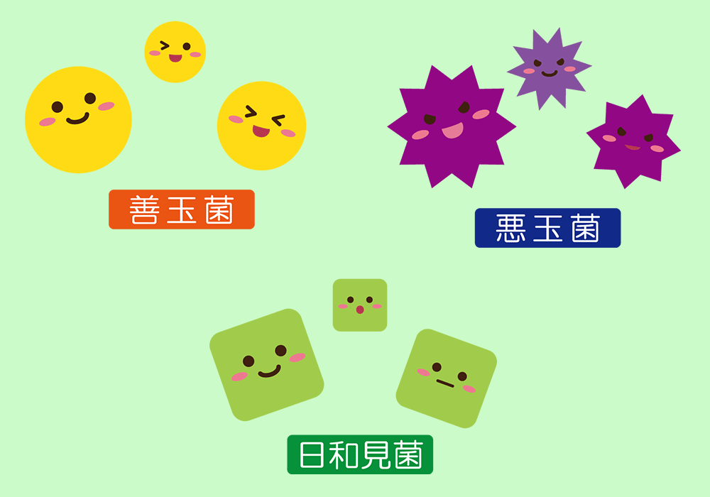 善玉菌・悪玉菌・日和見菌